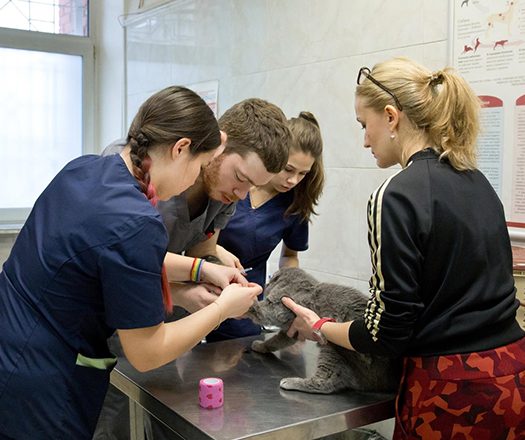 Studium der Veterinärmedizin in Bulgarien 7 Zulassungsbedingungen fur das Studium der Veterinarmedizin in Bulgarien
